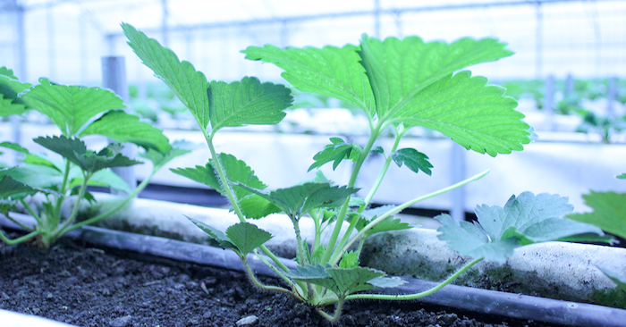 農業に ムスカ有機肥料 を活用 高品質なイチゴ の持続的生産に向けた実証実験がスタート Lovetechmedia ラブテックメディア