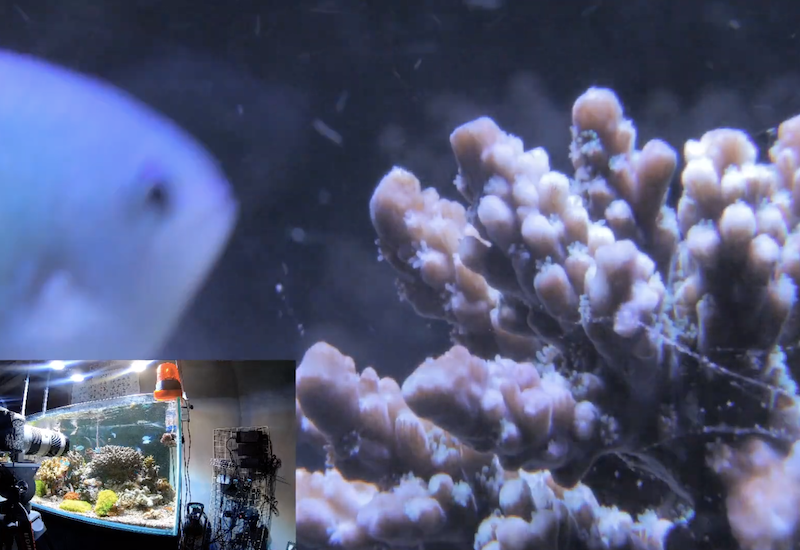 サンゴの人工産卵実験を イノカが２４時間ライブ配信 完全閉鎖系の人工環境下で成功すれば日本初 Lovetechmedia ラブテックメディア Part 2